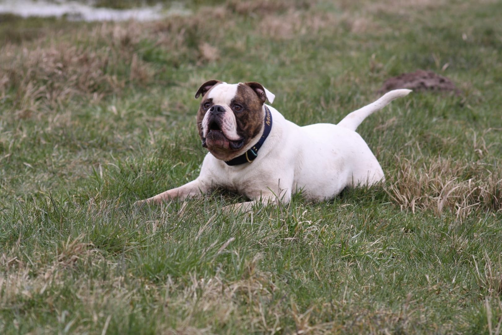 2 American Bulldog Prinzessinnen suchen noch ihre Traumfamilie 2 American Bulldog Prinzessinnen suchen noch ihre Traumfamilie