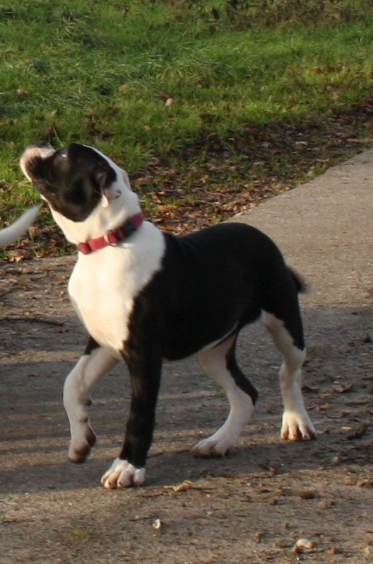 2 American Bulldog Prinzessinnen suchen noch ihre Traumfamilie 2 American Bulldog Prinzessinnen suchen noch ihre Traumfamilie