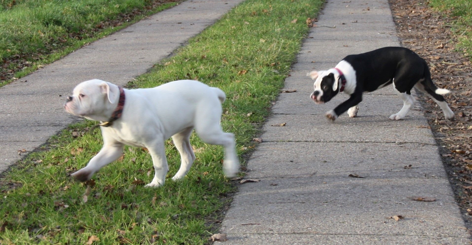 2 American Bulldog Prinzessinnen suchen noch ihre Traumfamilie 2 American Bulldog Prinzessinnen suchen noch ihre Traumfamilie