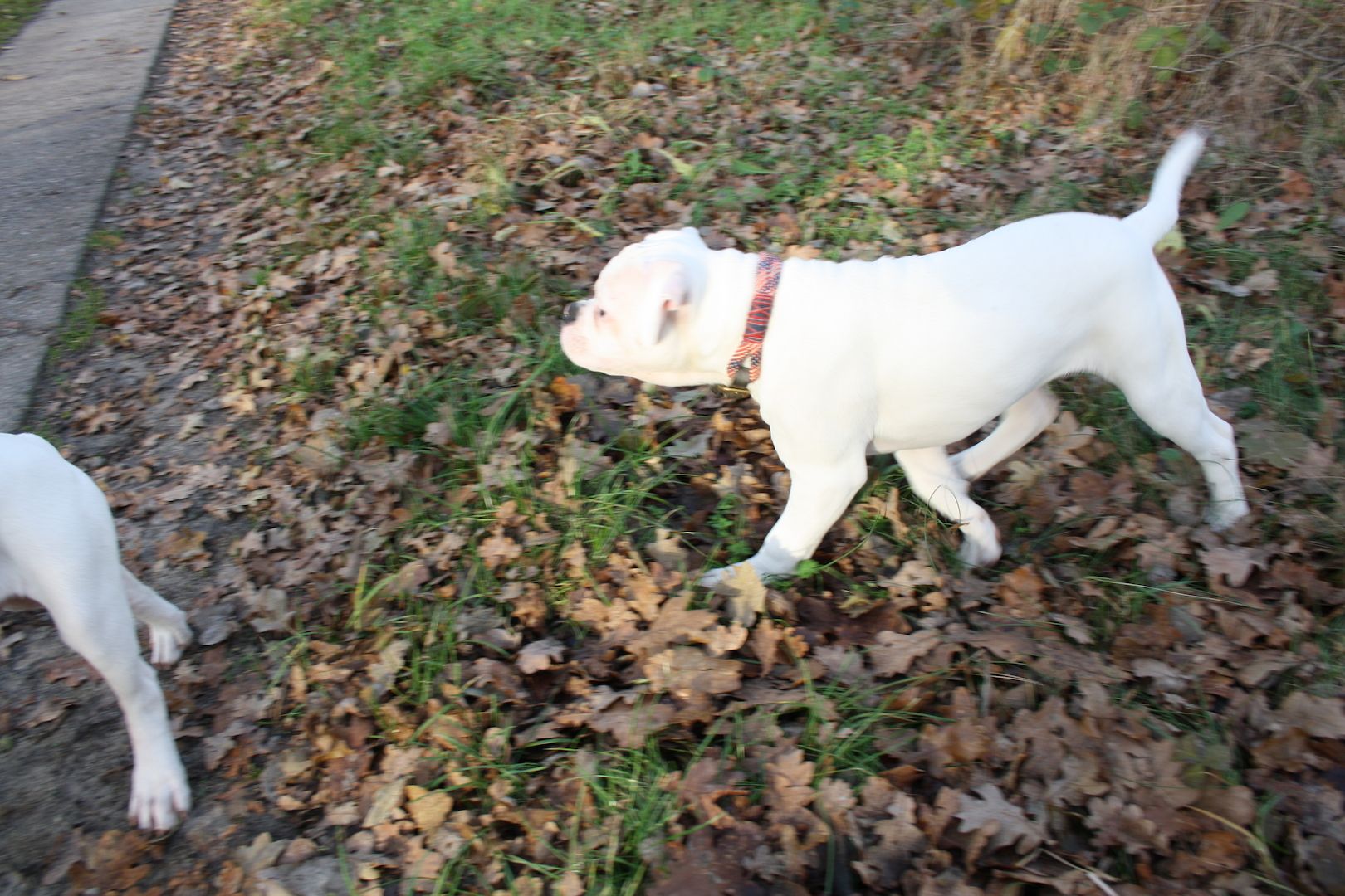 2 American Bulldog Prinzessinnen suchen noch ihre Traumfamilie 2 American Bulldog Prinzessinnen suchen noch ihre Traumfamilie