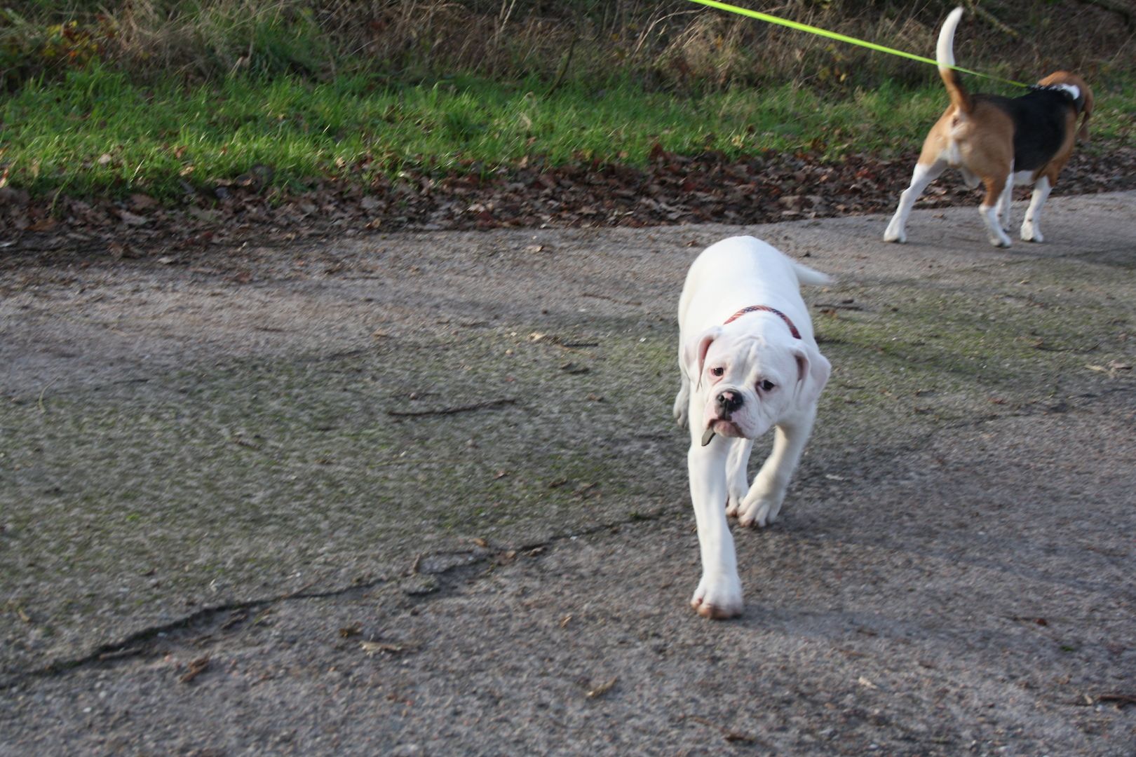 2 American Bulldog Prinzessinnen suchen noch ihre Traumfamilie 2 American Bulldog Prinzessinnen suchen noch ihre Traumfamilie