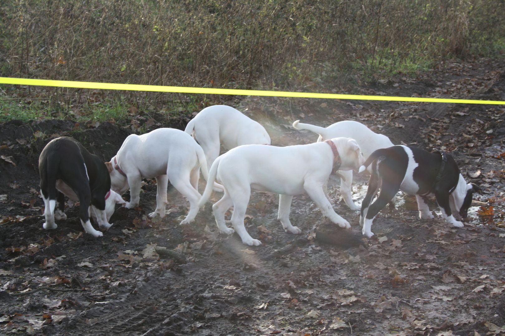 2 American Bulldog Prinzessinnen suchen noch ihre Traumfamilie 2 American Bulldog Prinzessinnen suchen noch ihre Traumfamilie