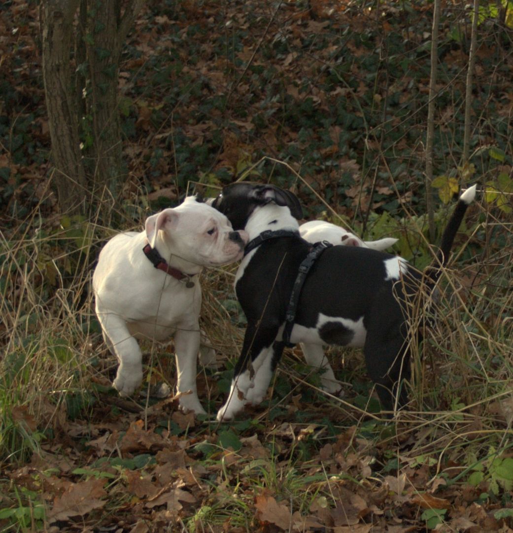 2 American Bulldog Prinzessinnen suchen noch ihre Traumfamilie 2 American Bulldog Prinzessinnen suchen noch ihre Traumfamilie