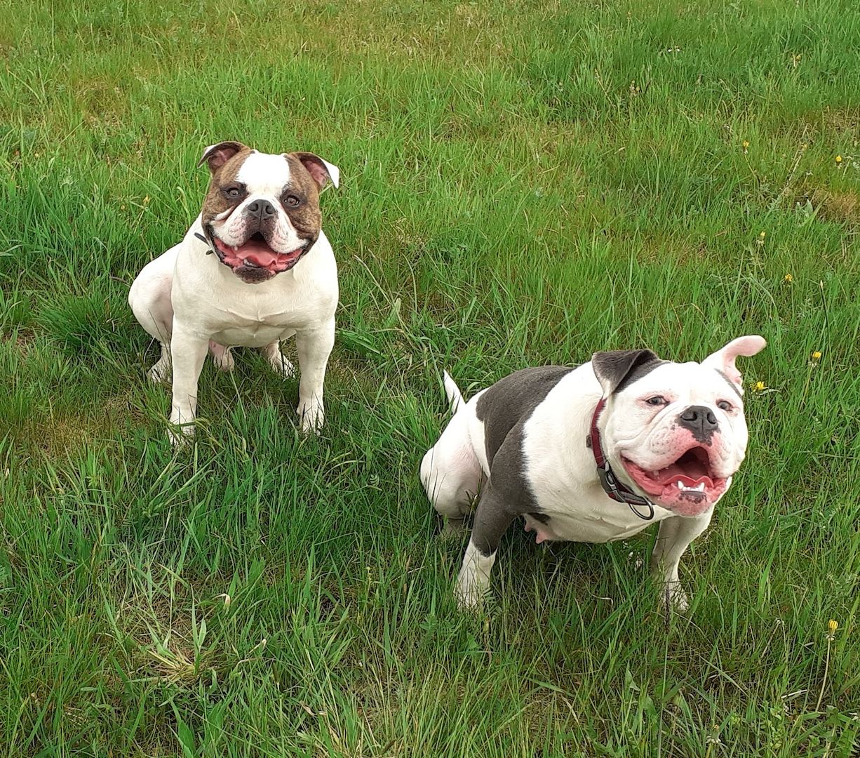 2 American Bulldog Prinzessinnen suchen noch ihre Traumfamilie 2 American Bulldog Prinzessinnen suchen noch ihre Traumfamilie