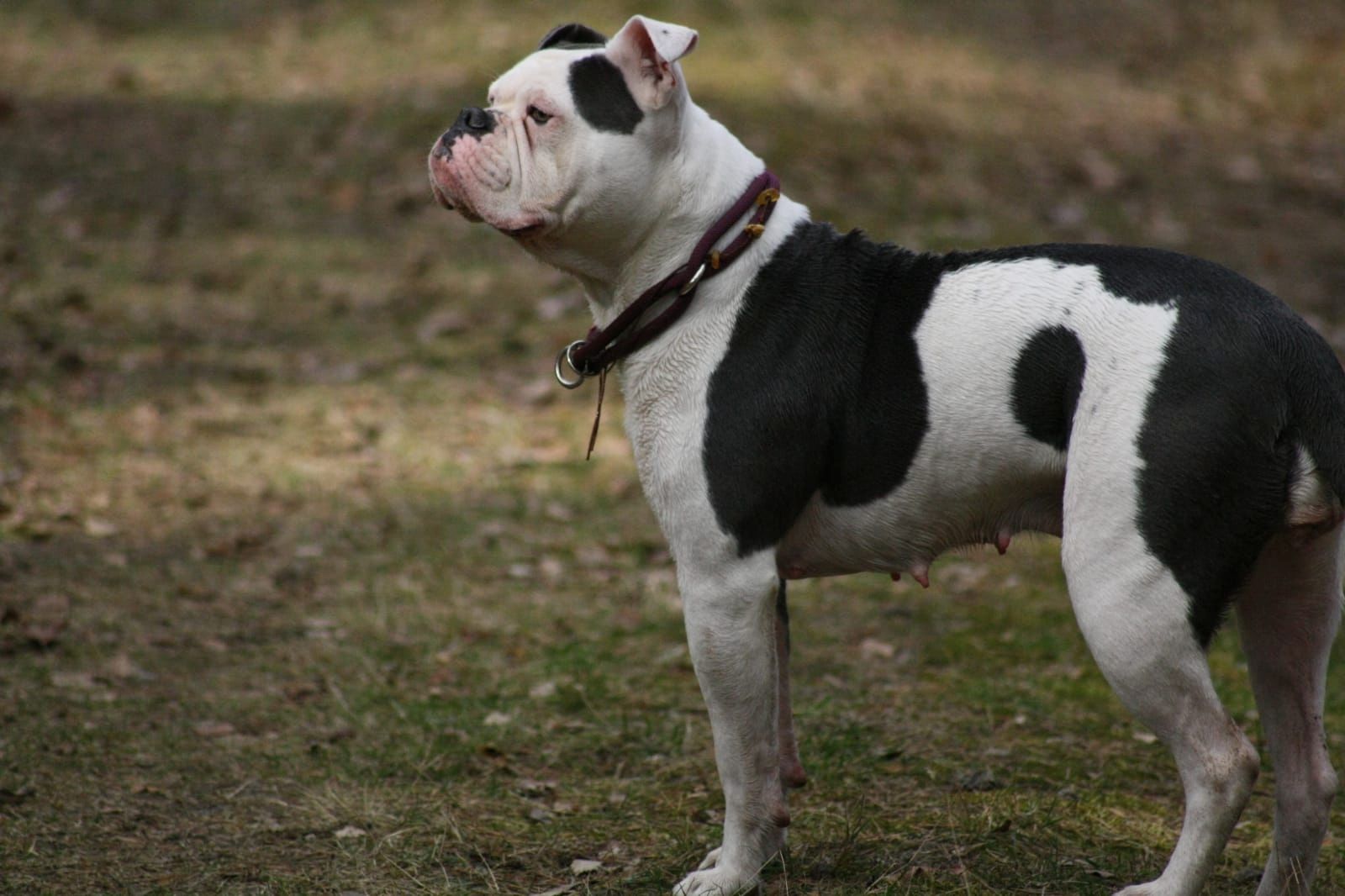 2 American Bulldog Prinzessinnen suchen noch ihre Traumfamilie 2 American Bulldog Prinzessinnen suchen noch ihre Traumfamilie