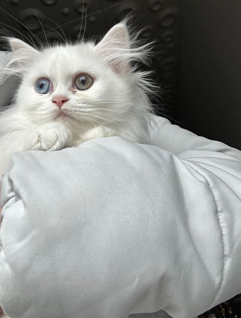 Kleine Katze sucht neues zu Hause