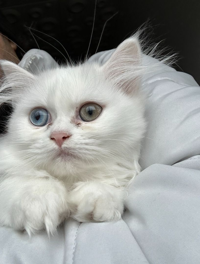 Kleine Katze sucht neues zu Hause