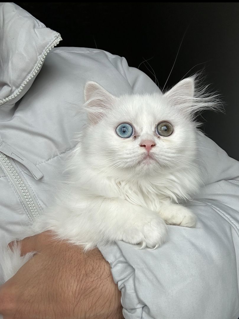 Kleine Katze sucht neues zu Hause