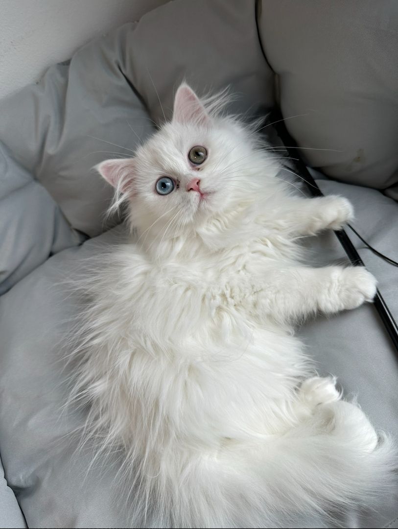 Kleine Katze sucht neues zu Hause