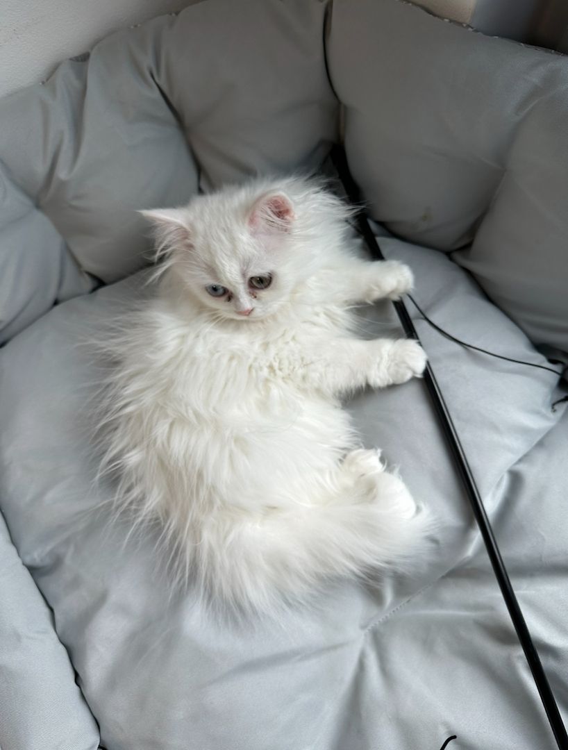 Kleine Katze sucht neues zu Hause