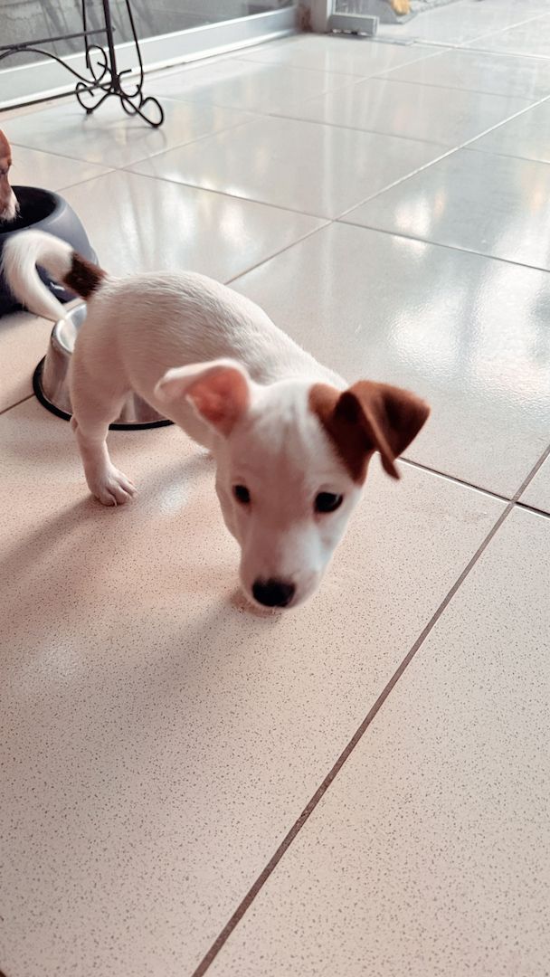 Jack Russell kurzbeinig Welpen Reinrassige