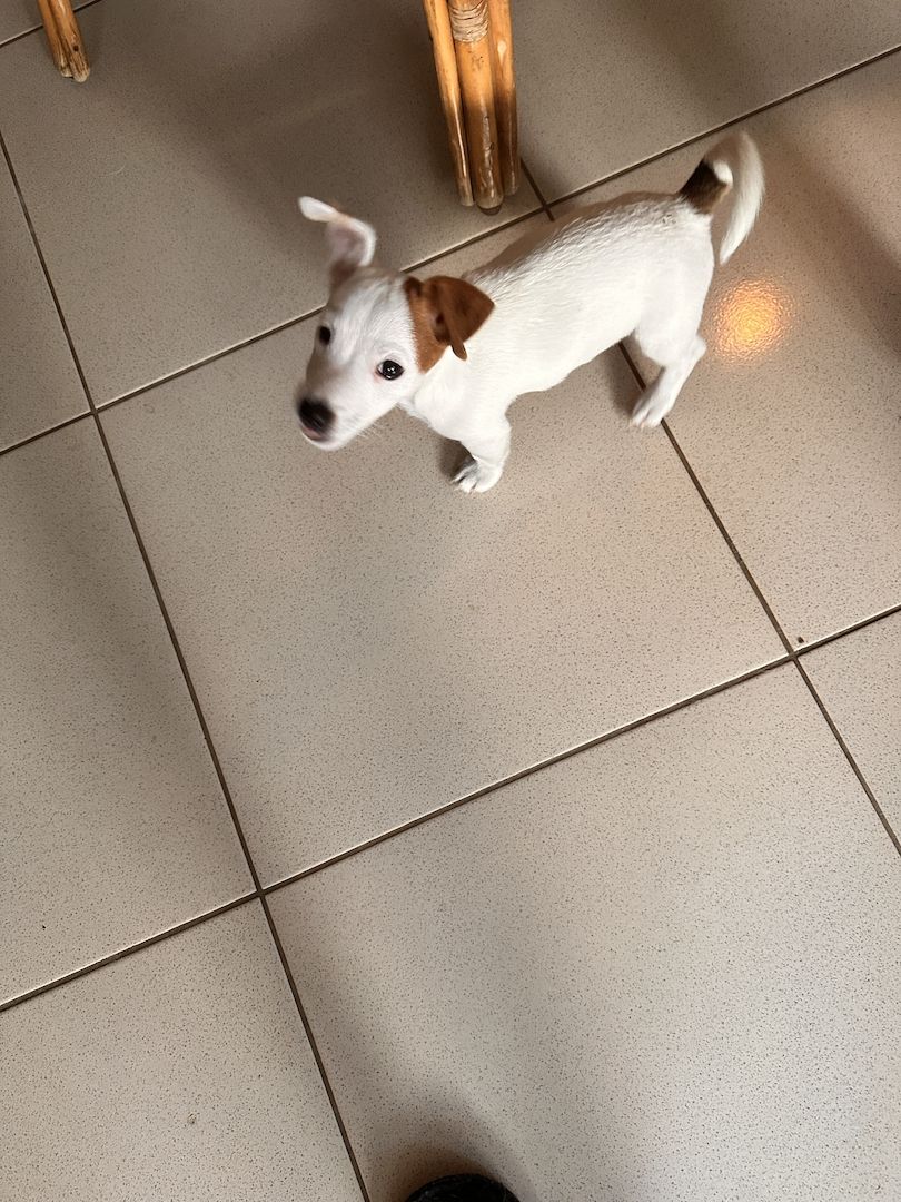 Jack Russell kurzbeinig Welpen Reinrassige