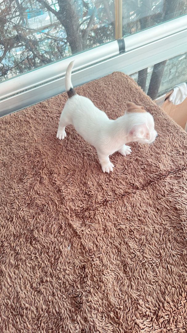 Jack Russell kurzbeinig Welpen Reinrassige