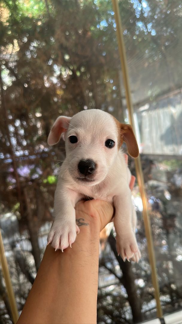 Jack Russell kurzbeinig Welpen Reinrassige