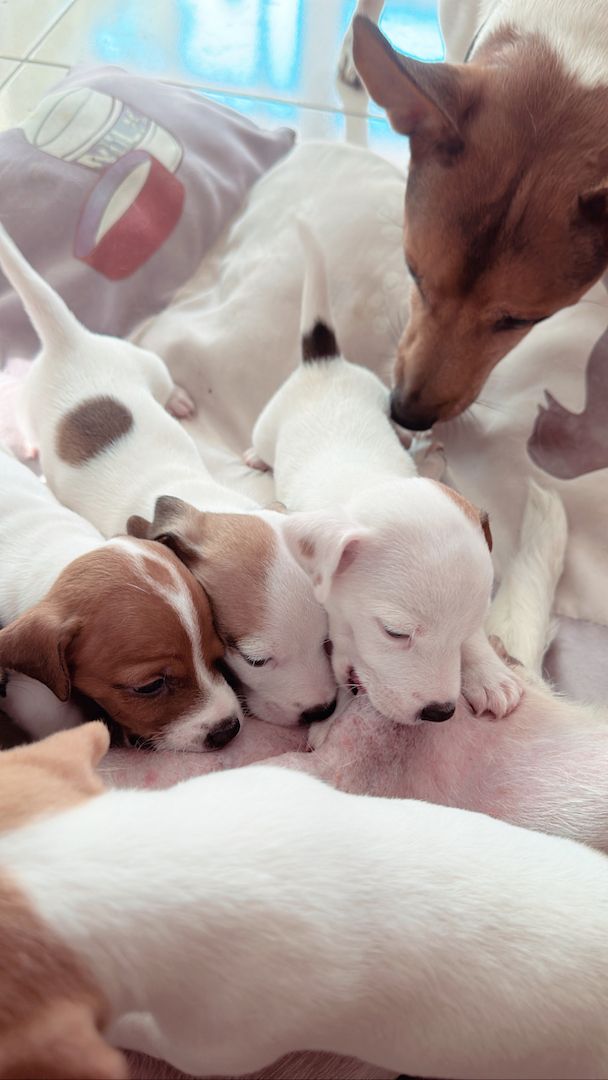 Jack Russell kurzbeinig Welpen Reinrassige