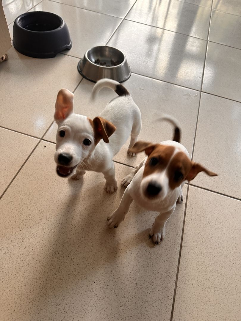Jack Russell kurzbeinig Welpen Reinrassige