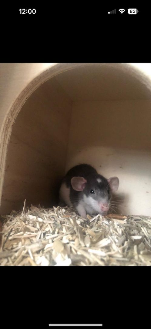 Dobby sucht ein liebevolles zuhause Dobby sucht ein liebevolles zuhause