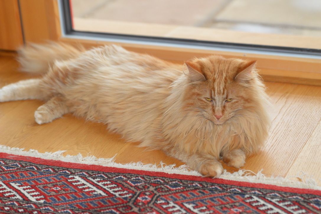Norwegische Waldkatze Norwegische Waldkatze
