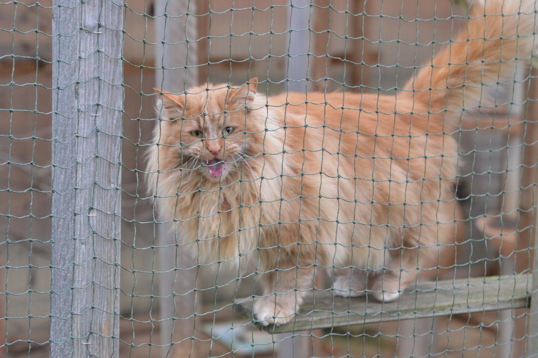 Norwegische Waldkatze Norwegische Waldkatze