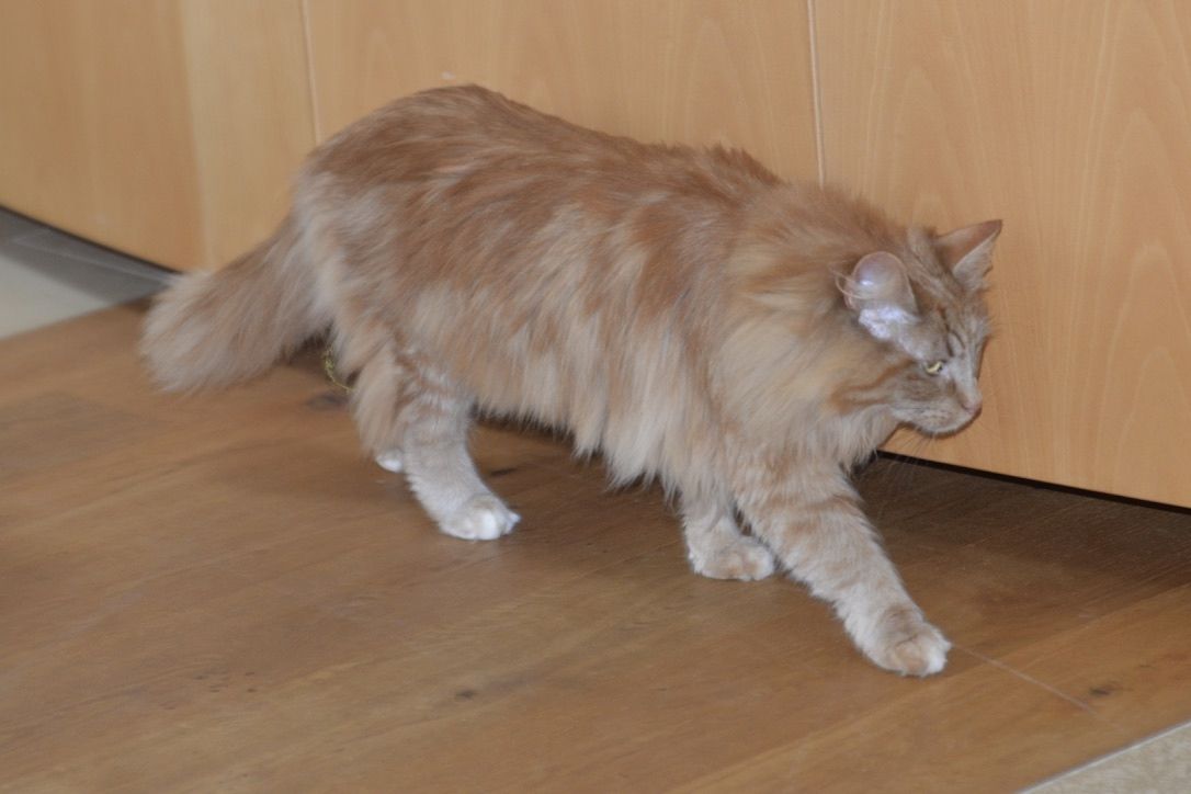 Norwegische Waldkatze Norwegische Waldkatze