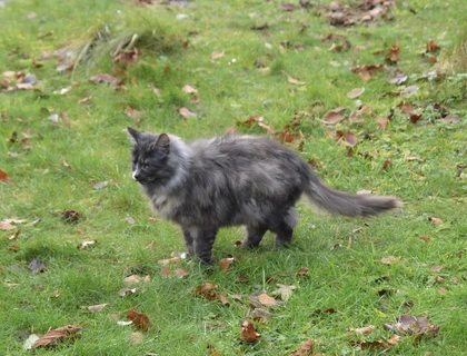 Norwegische Waldkatze