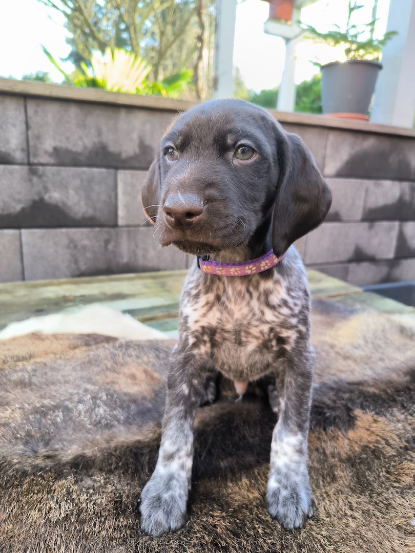 Deutsch Kurzhaar Welpen