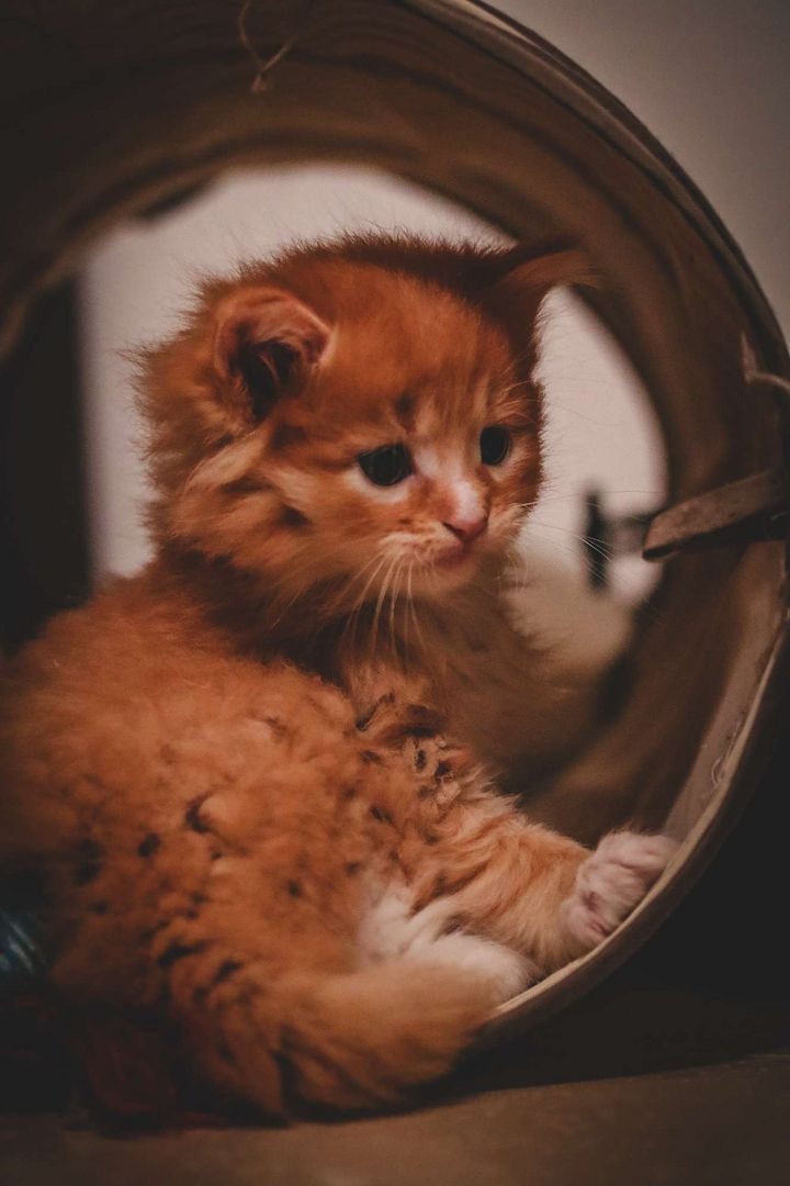 Sibirische Waldkatze x Britisch Kurzhaar-Mix