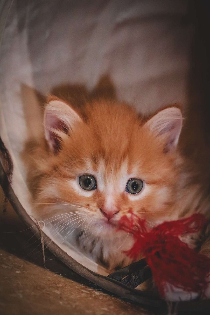 Sibirische Waldkatze x Britisch Kurzhaar-Mix