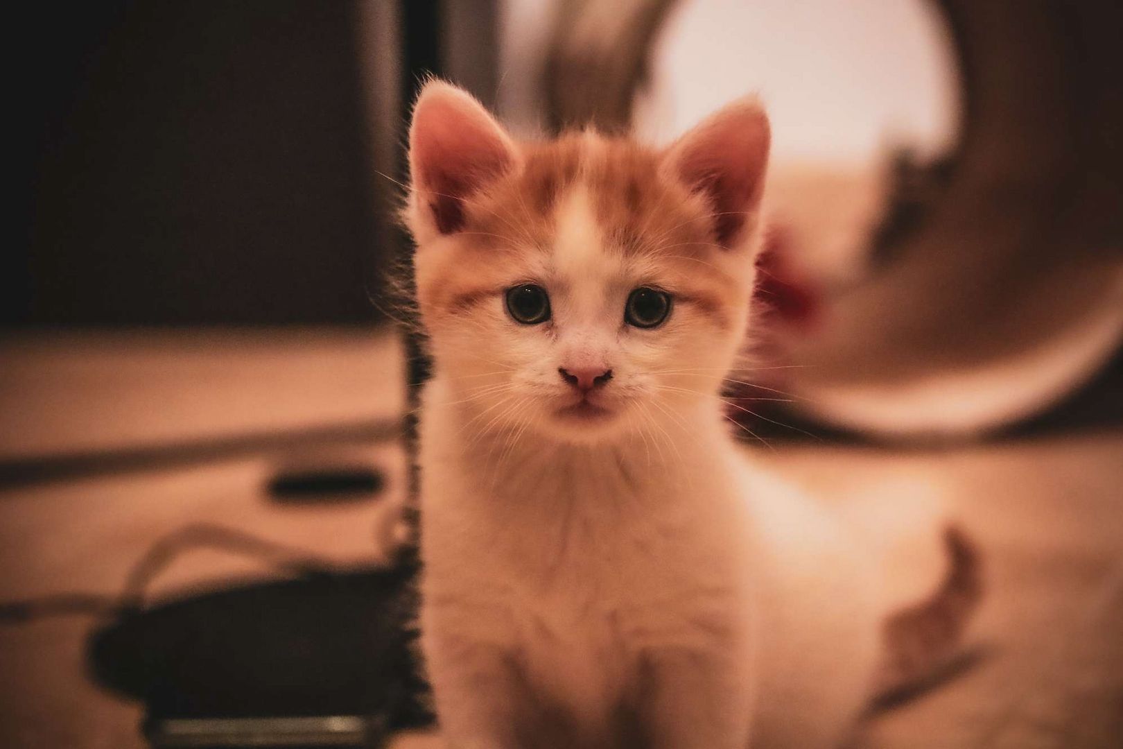 Sibirische Waldkatze x Britisch Kurzhaar-Mix