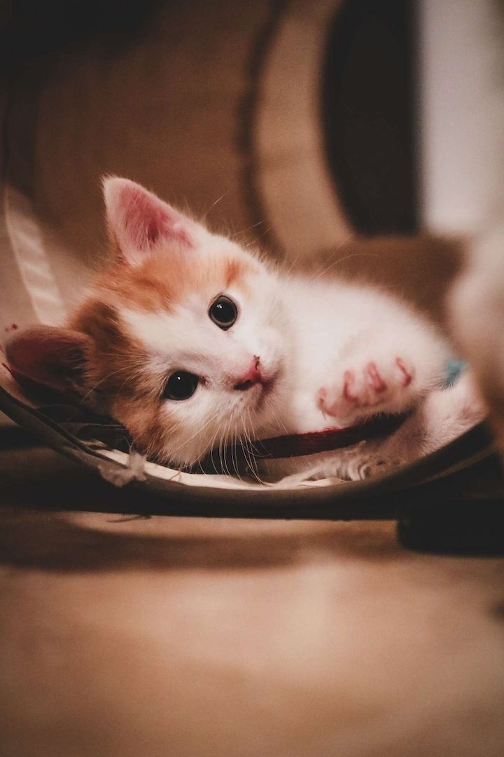 Sibirische Waldkatze x Britisch Kurzhaar-Mix