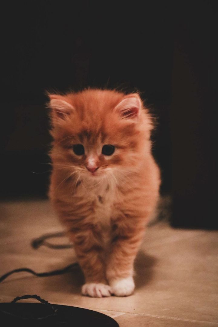 Sibirische Waldkatze x Britisch Kurzhaar-Mix