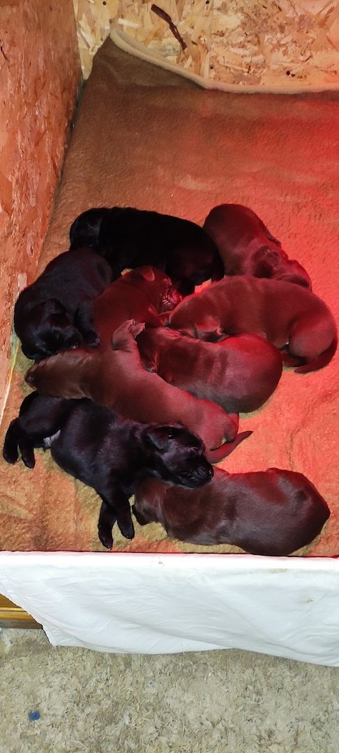 Labrador Welpen Labrador Welpen