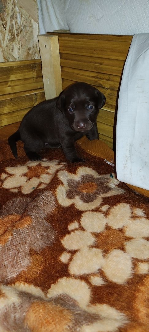 Labrador Welpen Labrador Welpen