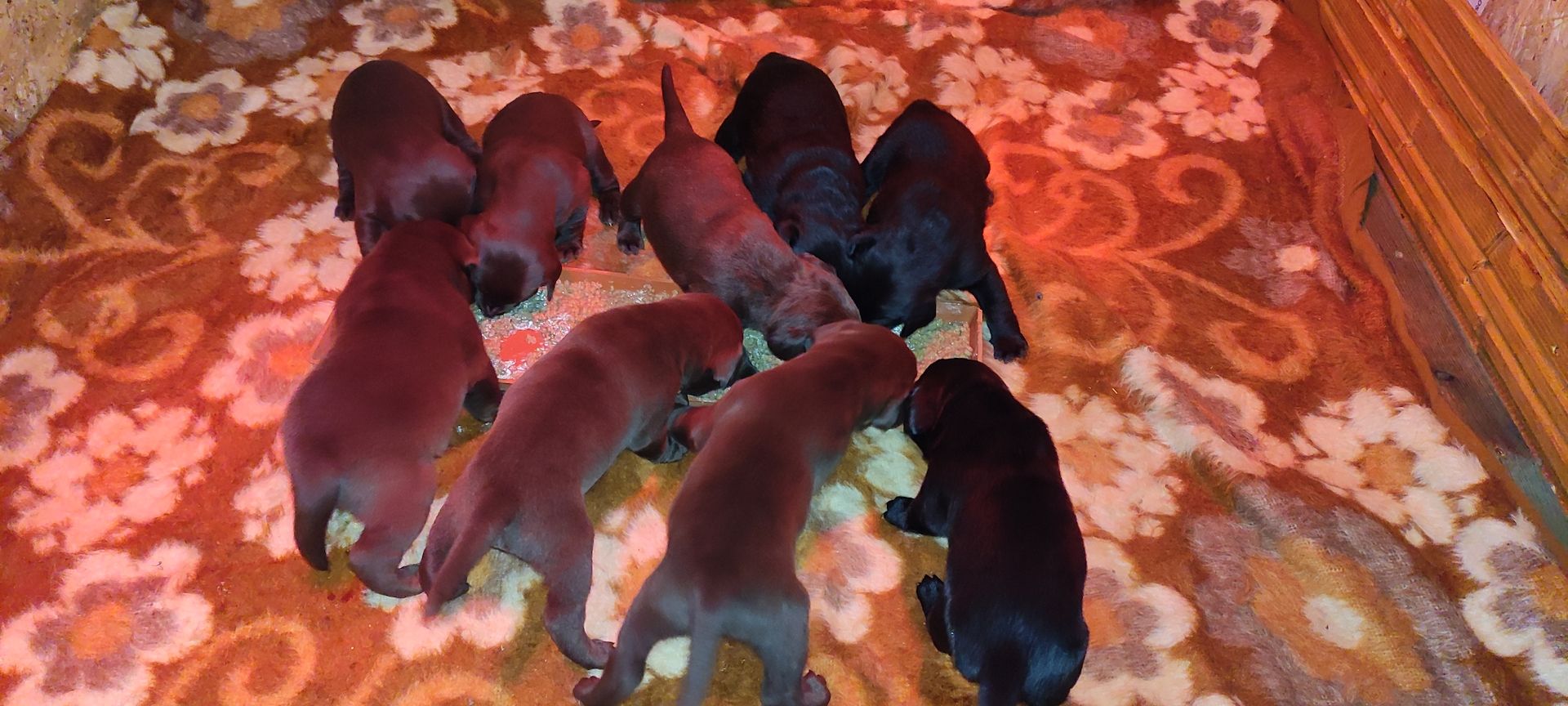 Labrador Welpen Labrador Welpen