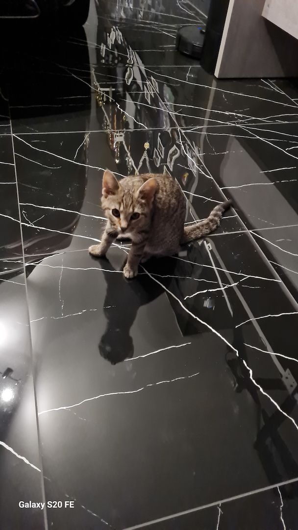 2 Kitten zu verschenken