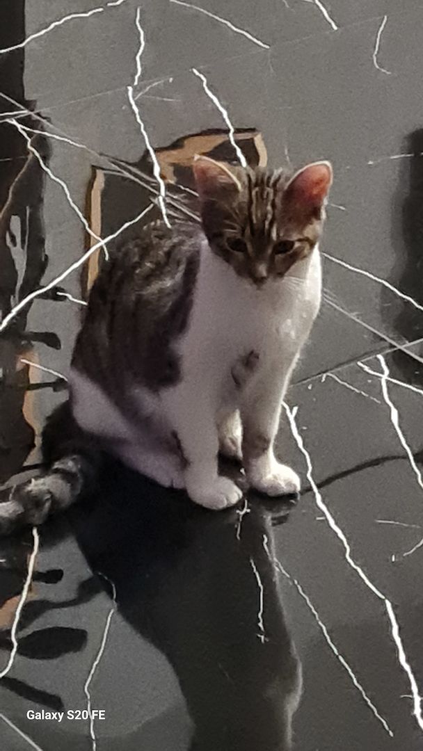 2 Kitten zu verschenken