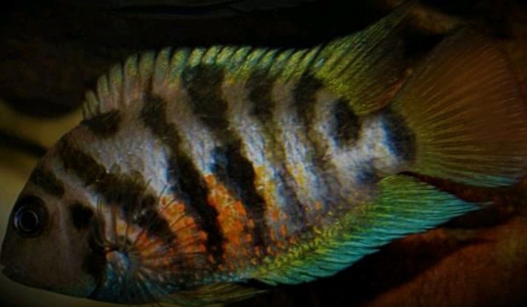 Amatitlania kanna panama