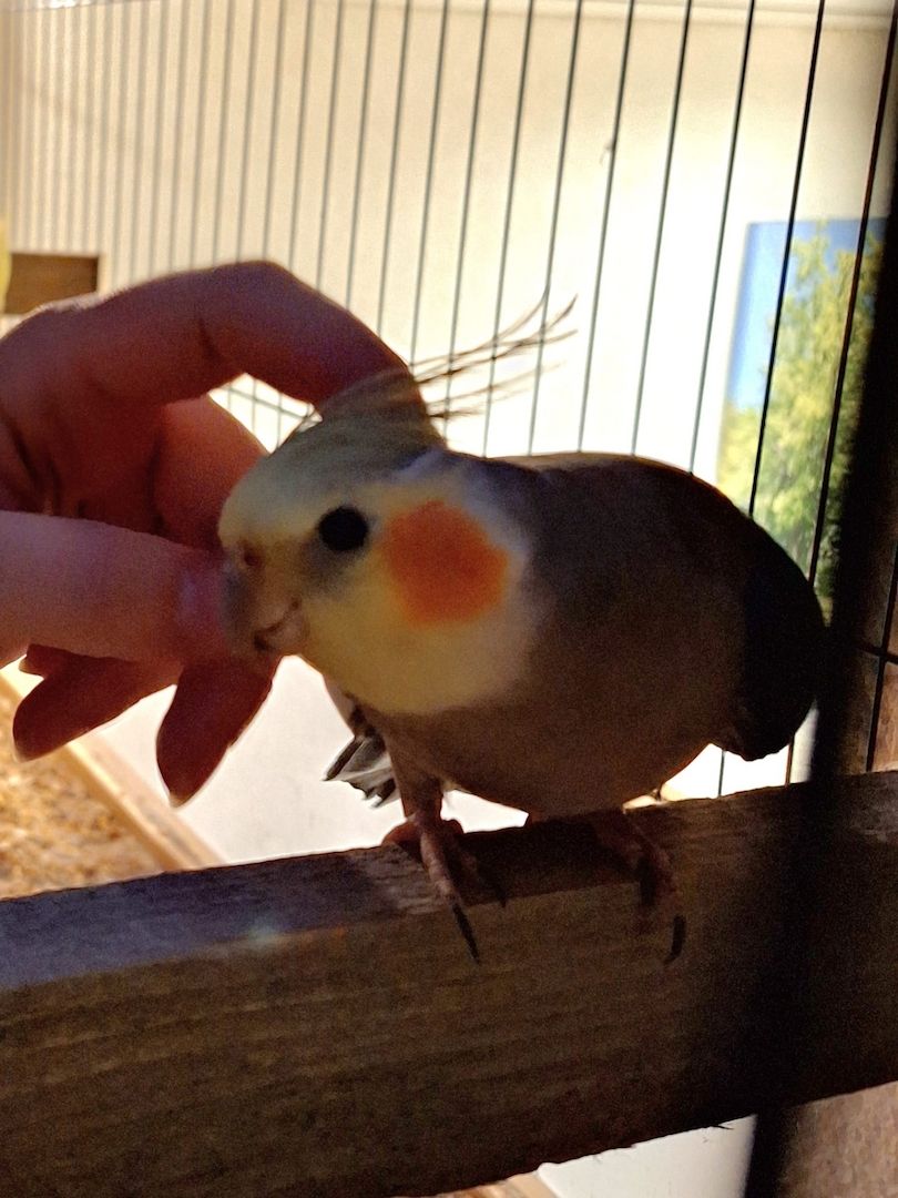 Super zahmer Nymphensittich Hahn und 4 Monate alte Henne