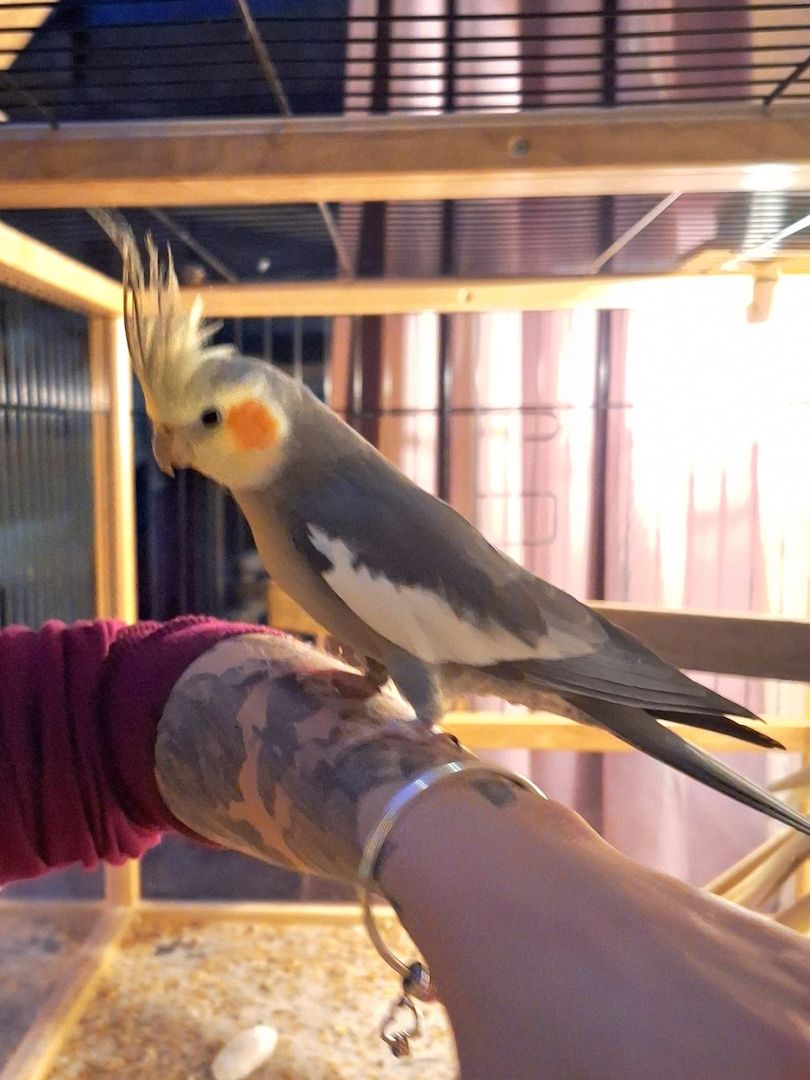 Super zahmer Nymphensittich Hahn und 4 Monate alte Henne