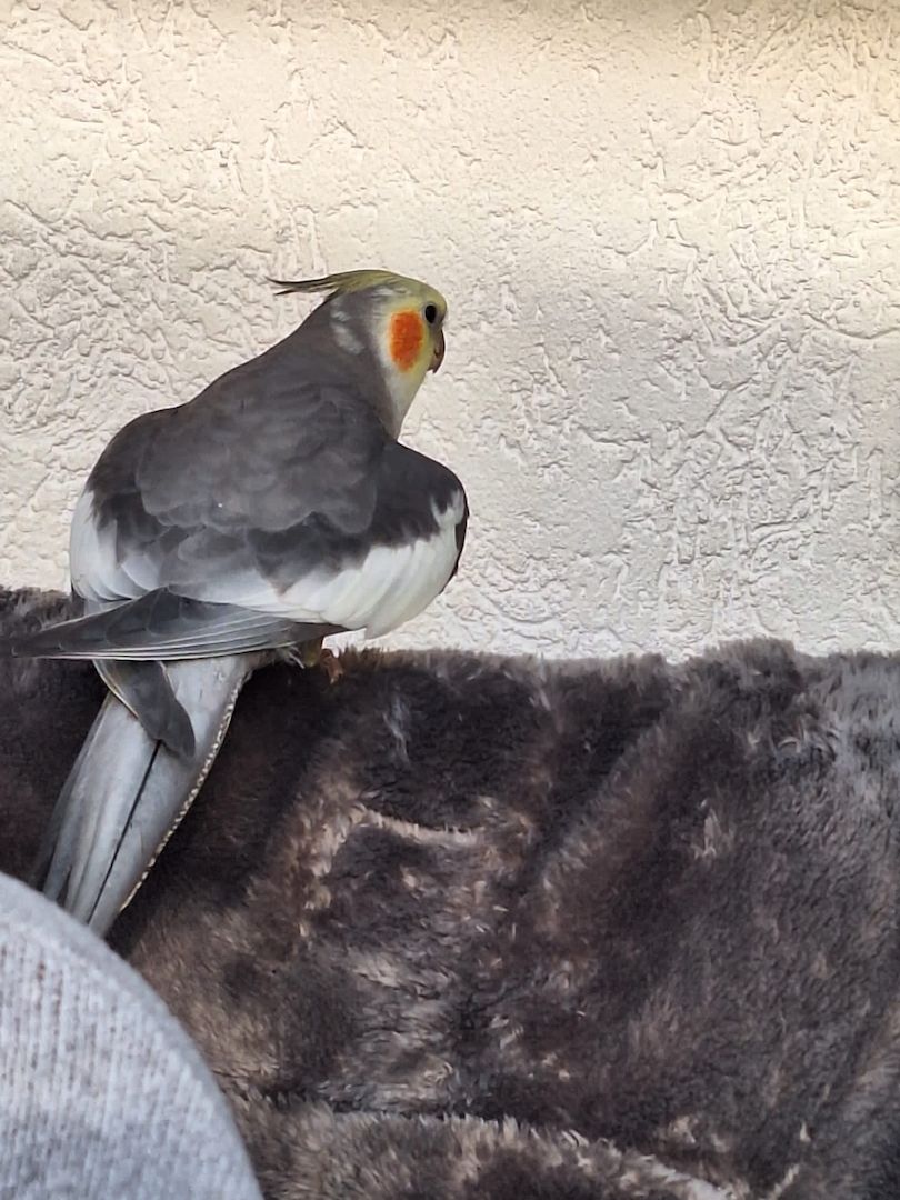 Super zahmer Nymphensittich Hahn und 4 Monate alte Henne