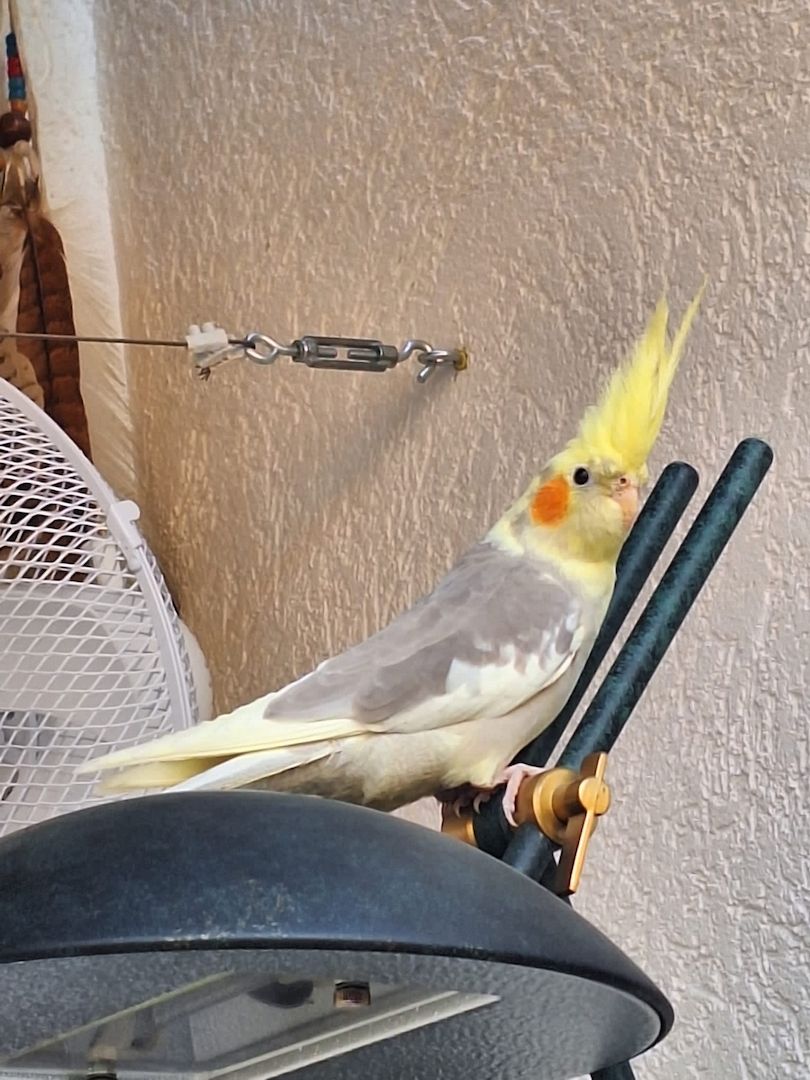 Super zahmer Nymphensittich Hahn und 4 Monate alte Henne