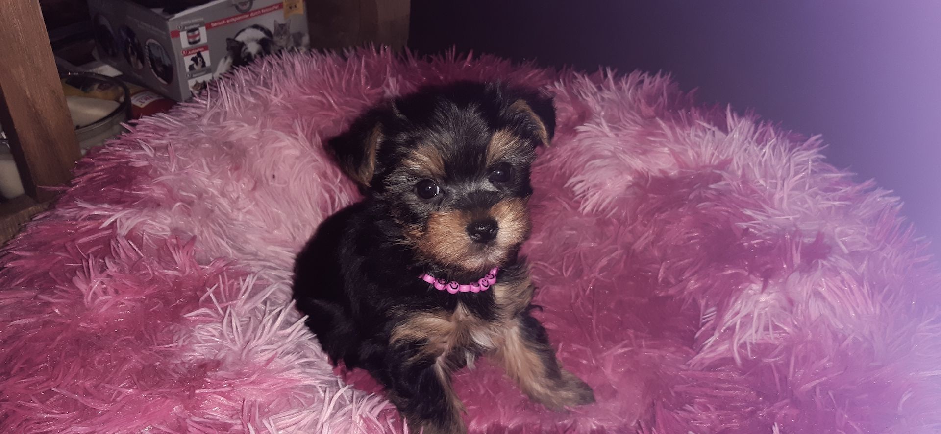 Yorkshire terrier welpen