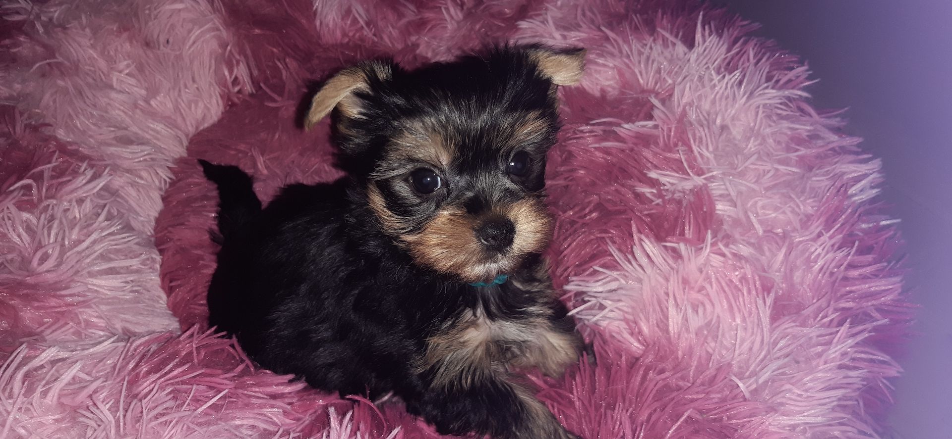 Yorkshire terrier welpen
