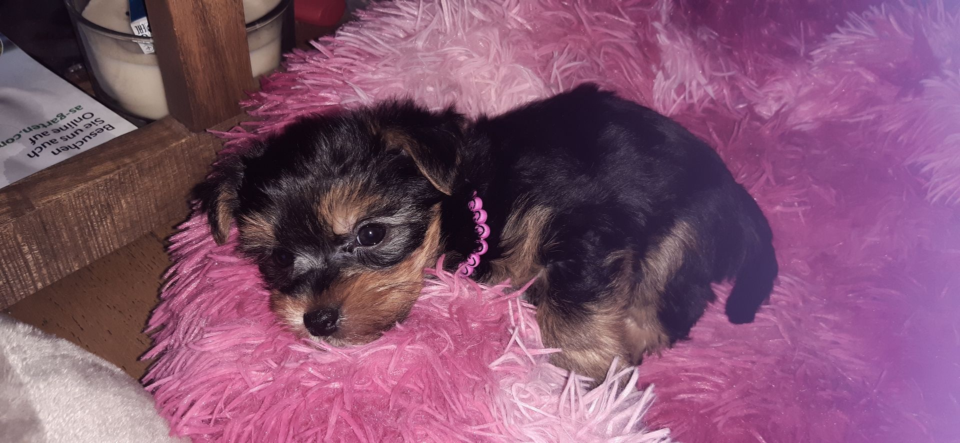 Yorkshire terrier welpen