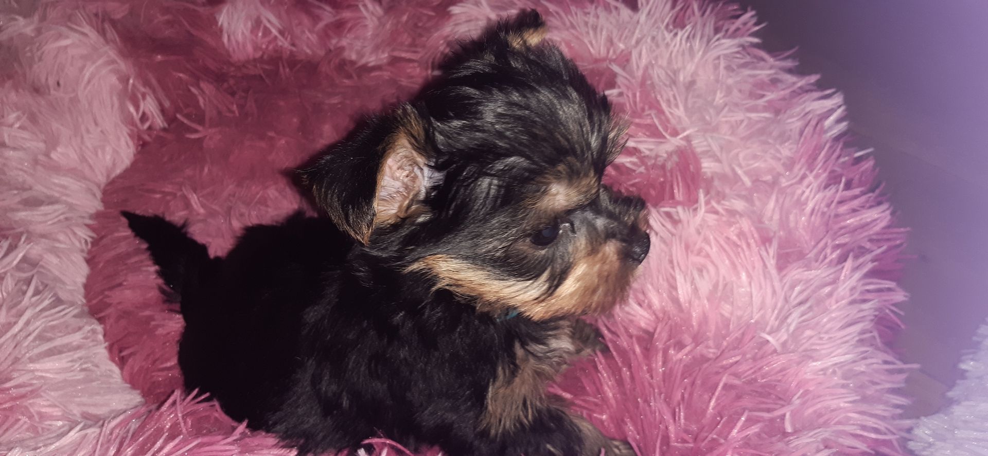 Yorkshire terrier welpen