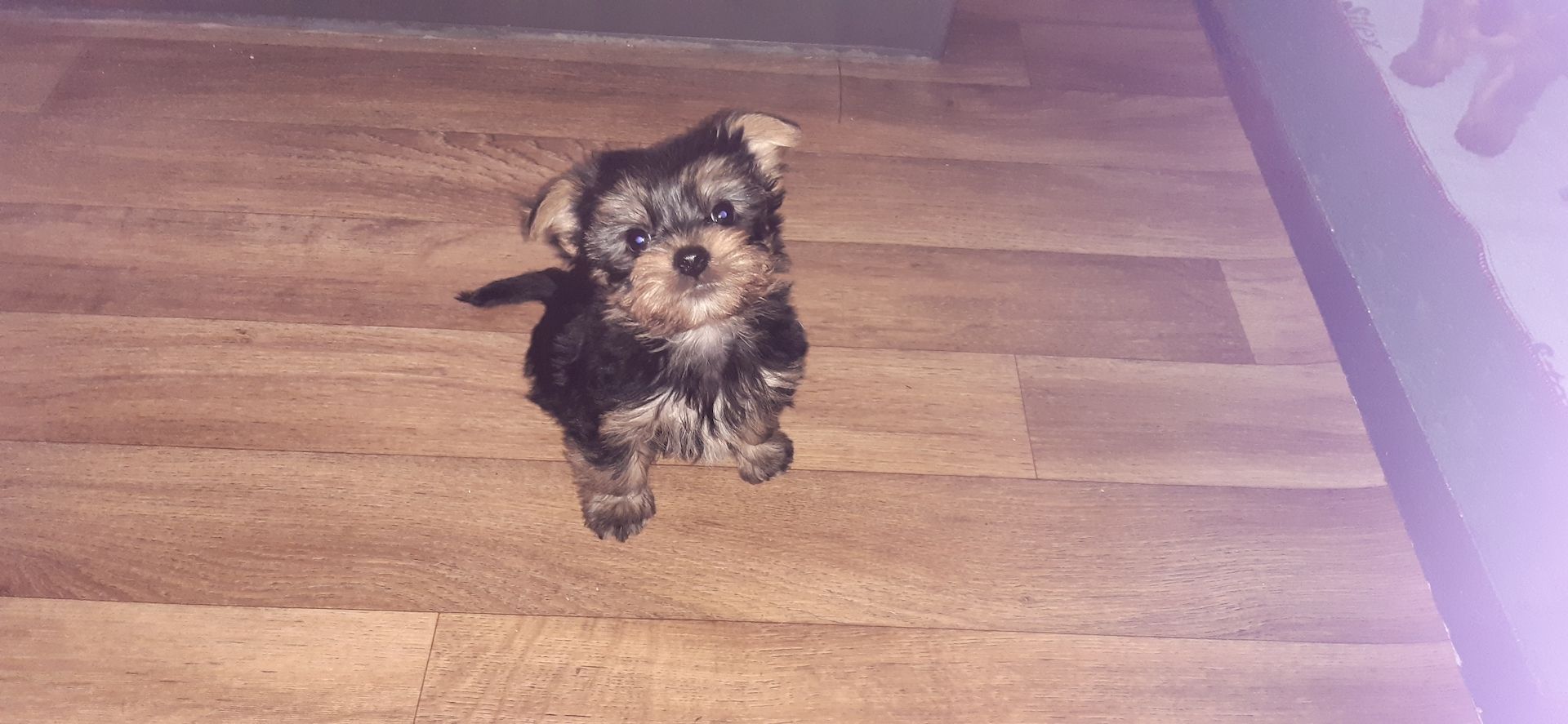 Yorkshire terrier welpen