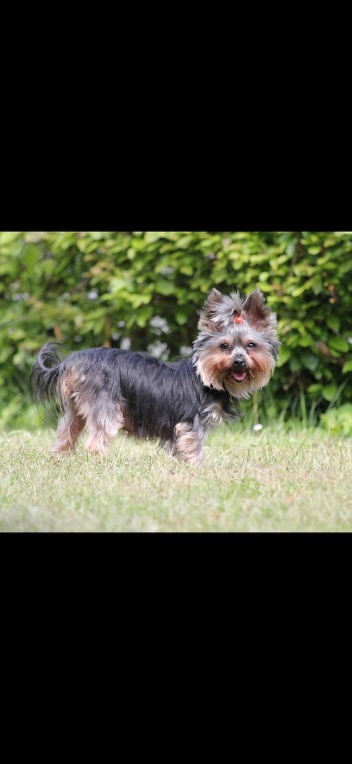 Yorkshire terrier welpen