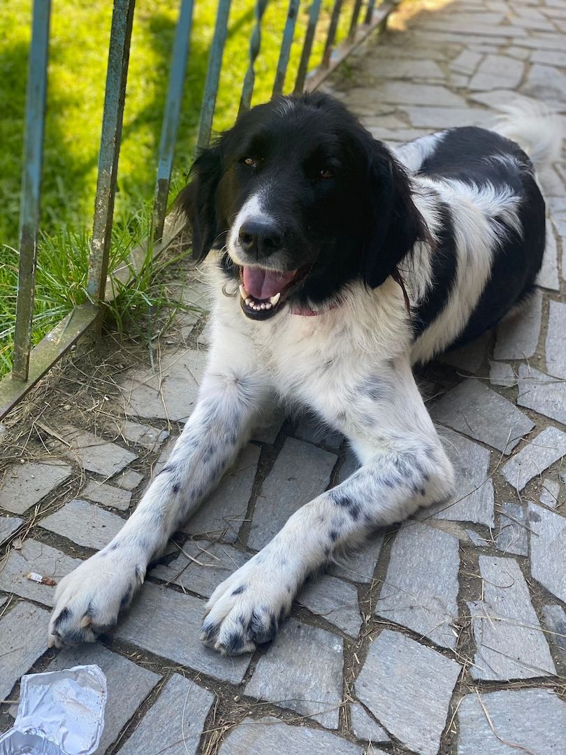 Sehr lieber Schmusehund