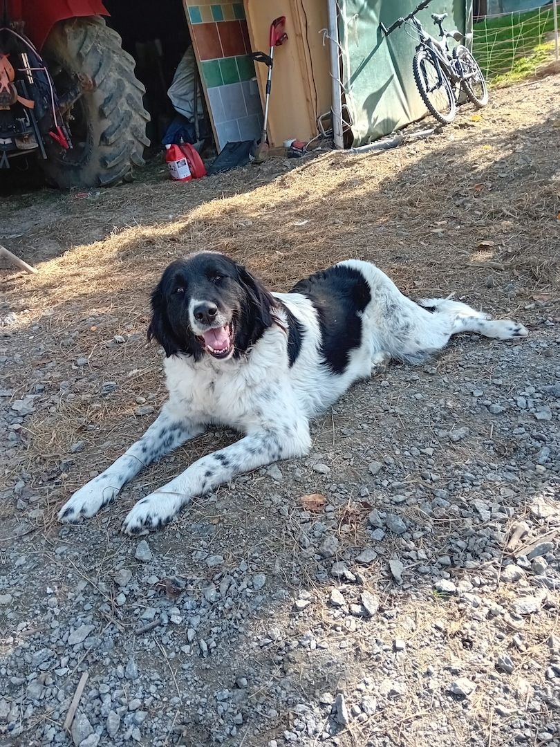 Sehr lieber Schmusehund