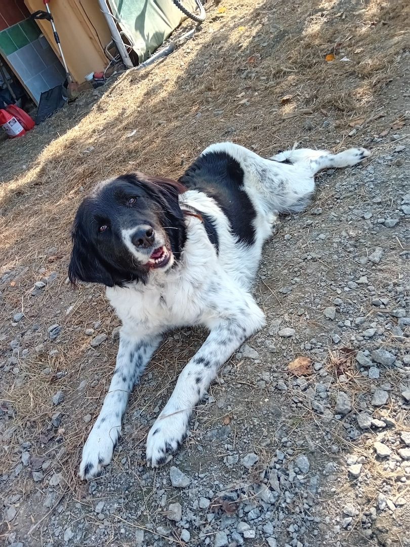 Sehr lieber Schmusehund